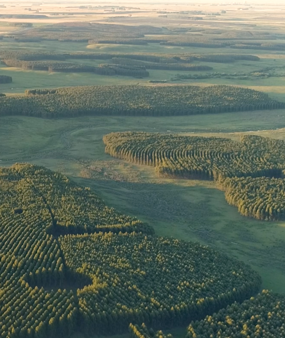 Madera: Building with Timber. New Social Architecture in&nbsp;Uruguay